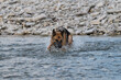 Funny wet dog on walk by river on warm summer evening. German Shepherd is playing in river and trying to grab water with its mouth, lowering head down and catching spray.
