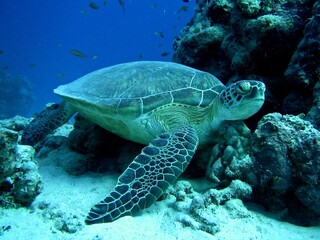 green sea turtle