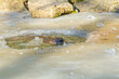 Eurasischer Fischotter (Lutra lutra)