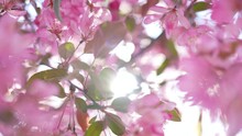 Close-up View 4k Stock Video Footage Of Blooming Fresh Pretty Delicate Pink Flowers Growing On Spring Trees Outdoors In City Park. Abstract Natural Video Background With Sun Sparkling Through Petals