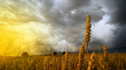 farming agriculture wheat field for harvest with dark stormy thunderstorm weather clouds and golden 