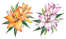Pink And Yellow Lilies On A White Background. Spring Bouquet Of Lilies. Garden Flowers. Watercolor Illustration.