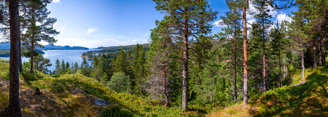 panoramic view from a high hill on a beautiful taiga forest descending to the lake. tall pine trees 