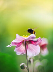 Fotomurales - Bumblebee flies over pink anemone flower on blurred yellow-green background in nature outdoors, macro, soft selective focusing.
