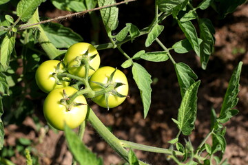 Four large unripe beautiful fresh tasty juicy appetizing healthy environmentally friendly green fruit tomatoes on branch of plant growing in greenhouse garden, background brown black soil summer day