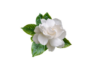 Wall Mural - Gardenia flower and leaves isolated on white