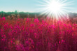 © Yana Mirta - Beautiful sunset. An image of a sunset field with pink flowers and rays of the sun. Pink Blossom banner