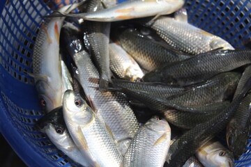 Fish fingerling seed packaging in fish hatchery in india fish seed stocking in farm pond