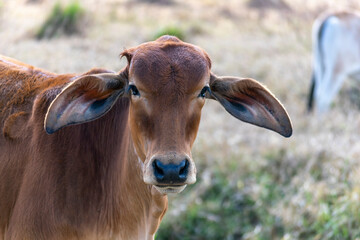 Wall Mural - head of brown Nelore cattle in the pasture