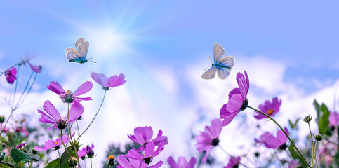 Wall Mural - Garden flowers are pink cosmea,cosmos flowers with blue butterflies on the background of a blue sky with white clouds.Beautiful natural background of panoramic view. Landscape wide format, copy space.