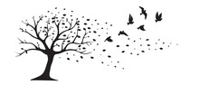 Tree Illustration In Autumn With Falling Leaves From Wind And Flying Birds Silhouettes Isolated On White Background, Vector. Wall Decals, Wall Art, Artwork. Natural Art Design. Black And White Art. 