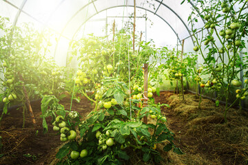 Fresh bunch of red ripe and unripe natural tomatoes growing in a home greenhouse.