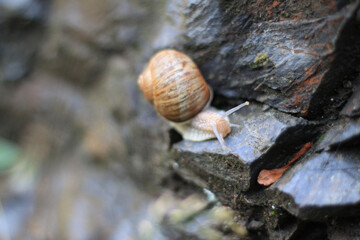 snail on a tree