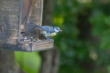 Wall Mural - A blue tit at a feeding place