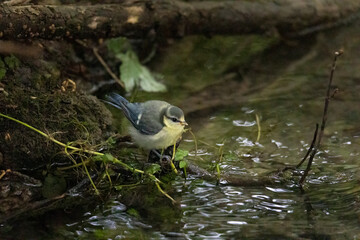 Wall Mural - A blue tit at a feeding place