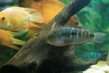 Yellow and turquoise striped cichlid scales, close-up