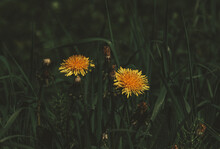 Dandelions In The Grass. Yellow Dandelion Flowers In A Field Among Green Grass Close-up. Spring Greens. Spring Mood. Unopened Dandelion Buds.
