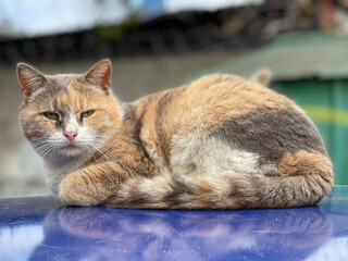 A stray cat lies on the roof of a car