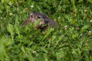 Canvas Print - The groundhog (Marmota monax) in summer 