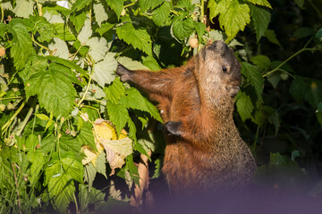 Wall Mural - The groundhog (Marmota monax) in summer eating  raspberry