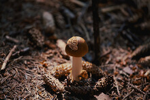 Mushroom In The Wood