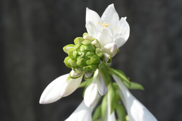 Poster - Plantain lily white flowers. Asparagaceae perennial plat.