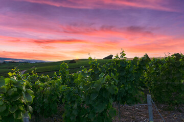 Wall Mural - Row vine grape in champagne vineyards at montagne de reims