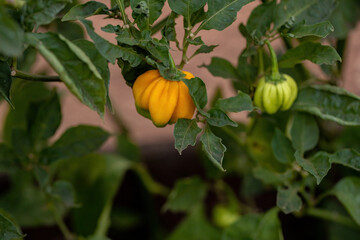 Canvas Print - Pepper plants with fruits