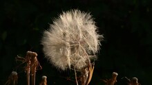 Tragopogon Dubius Globular Head Of Seeds With Downy Tufts Sways In Bright Sunset Sunlight On Dark Background. Autumn Nature Dried Wildflower Also Called Salsify Or Goatsbeard. Dandelion Like Blowball