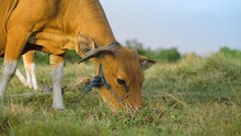 A Macro Footage Of A Cow Eating Grass And Walking At Golden Hour On A Farm Land. Happy Life For Domesic Animals On A Farm. Balinese Cow On A Green Meadow Close Up. Bali Agriculture. Cute Cows Dining.
