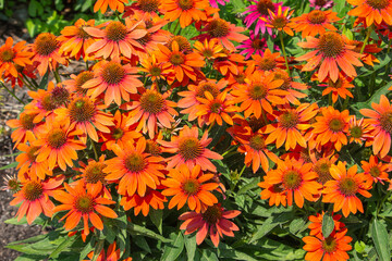 Wall Mural - Close-up view of bright orange coneflowers (echinacea) in a sunny ornamental garden