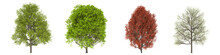 Green Trees Isolated On White Background. Red Maple Tree Matures In All Seasons. Acer Rubrum Tree Isolated With Clipping Path 3D Illustration