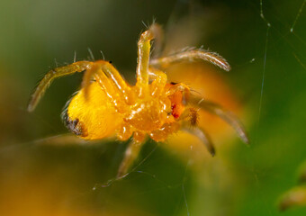 Sticker - Close-up of a small yellow spider in nature.