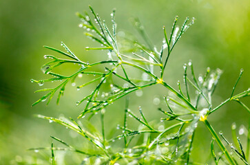 Drops of water on dill in the vegetable garden.