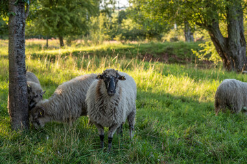 sheep in the field