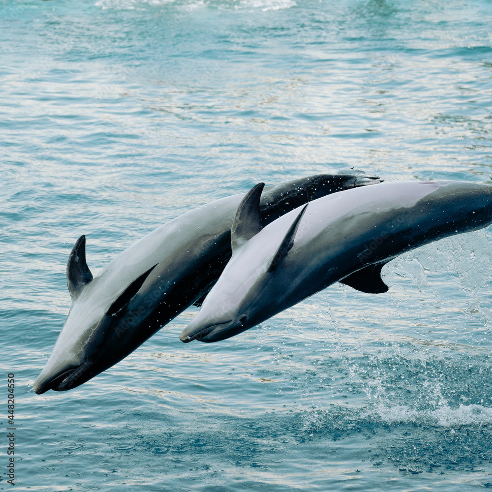 Obraz na płótnie Dolphins in Valencia w salonie