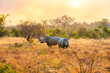 Two southern white rhinoceroses (Ceratotherium simum simum) at sunset