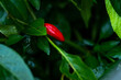 Eine rote Chili  umgeben von grünen Blättern