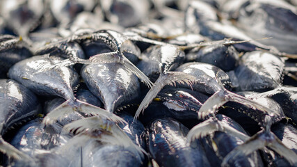 fish in the market