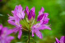 Purple Flowers With Green Background