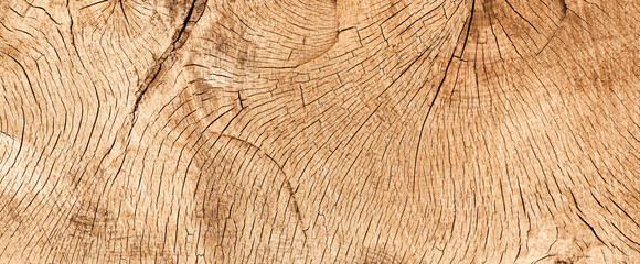 wood texture banner- cross section of an old oak