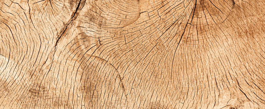 wood texture banner- cross section of an old oak