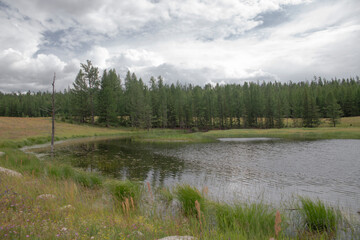 Wall Mural - lake in the forest