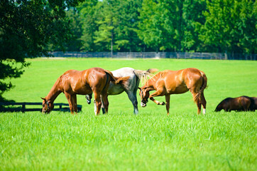 Wall Mural - Thoroughbred horses on a Kentucky horse farm