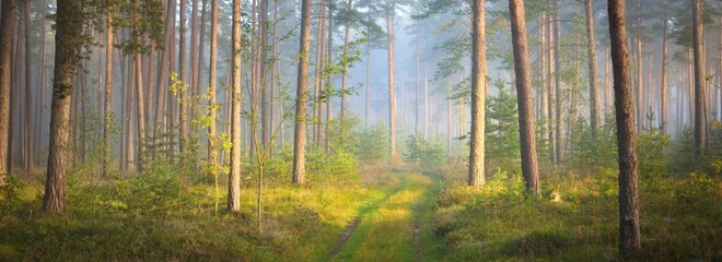 Pathway in a majestic evergreen pine forest in a morning fog. Ancient tree silhouettes close-up. Natural tunnel. Atmospheric dreamlike landscape. Sun rays, blue light. Panoramic view