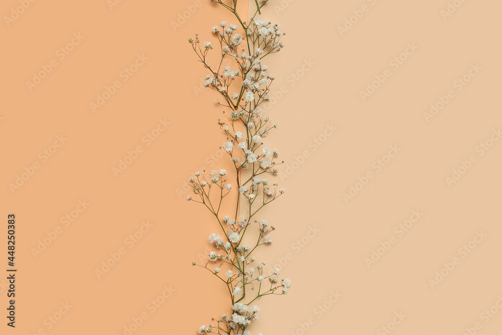 Beautiful gypsophila flowers on color background