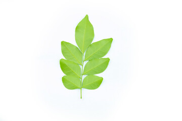 Wall Mural - green leaf isolated on white background