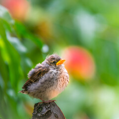 Wall Mural - a young sparrow waiting for her parents for food in a peach orchard