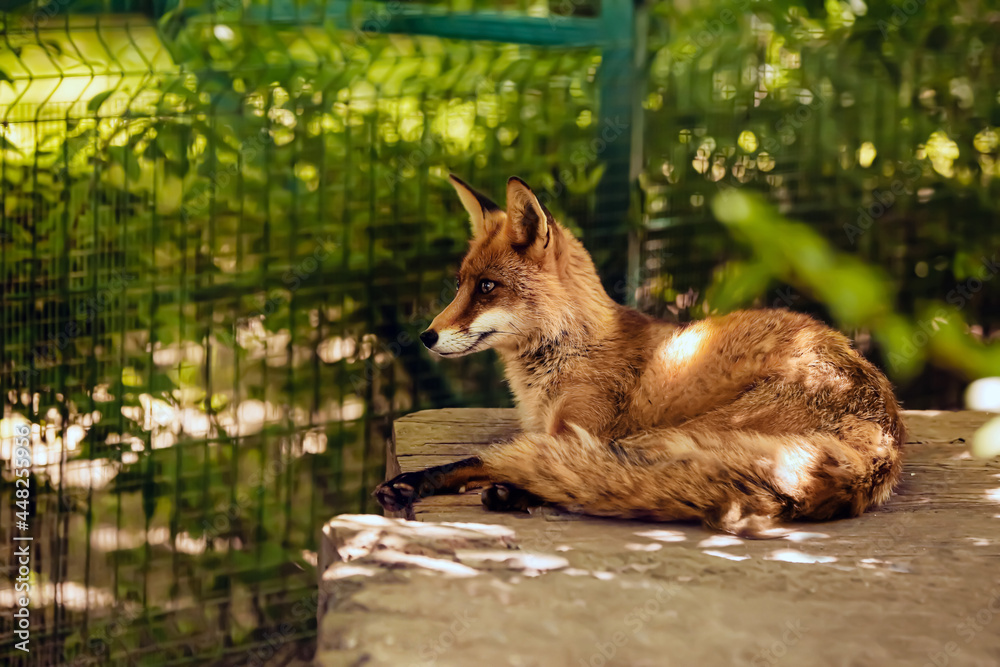 Red fox in zoological garden
