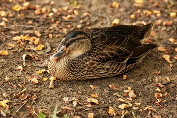 Wall Mural - Cute duck in zoological garden